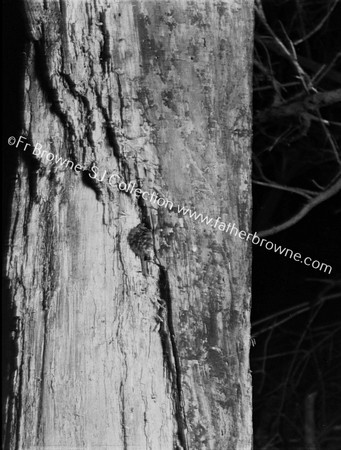 TREE CREEPER ROOSTS